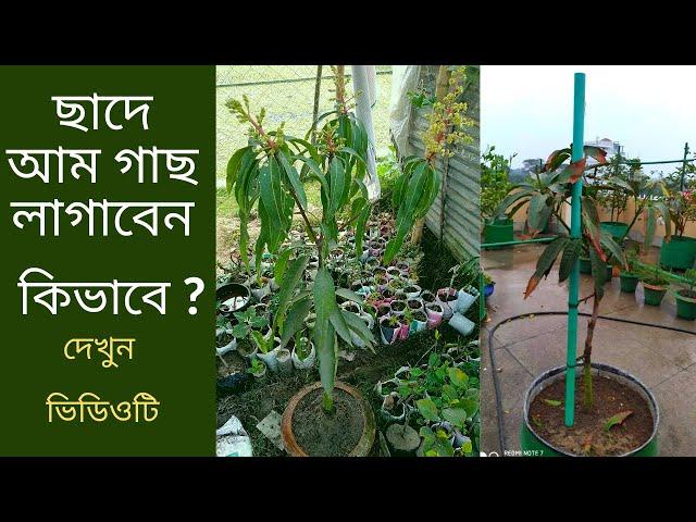 ছাদে আম গাছ লাগাবেন কিভাবে ? টবে আম গাছ লাগানোর পদ্ধতি