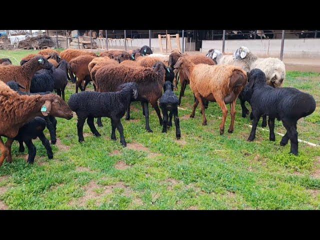 unusual Gissar sheep, lambs | ovejas y corderos inusuales de Gissar 