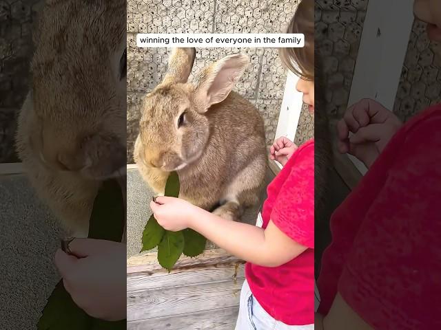 The girl found abandoned bunny and became her mom