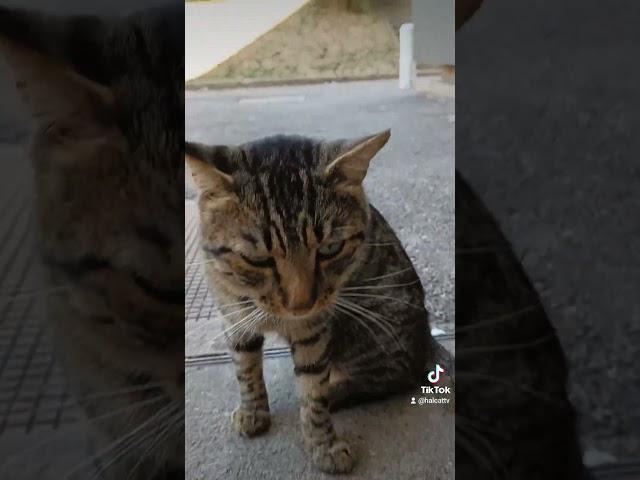 Homeless cat tamed by neighbors!  #shorts  #cats  #homelesscat #tigercat #animalslover