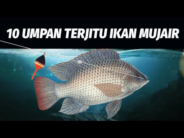 Ampuh! 10 Umpan Terjitu Mancing Ikan Mujair - Nila! Tilapia Fish Bait #KamusMancing