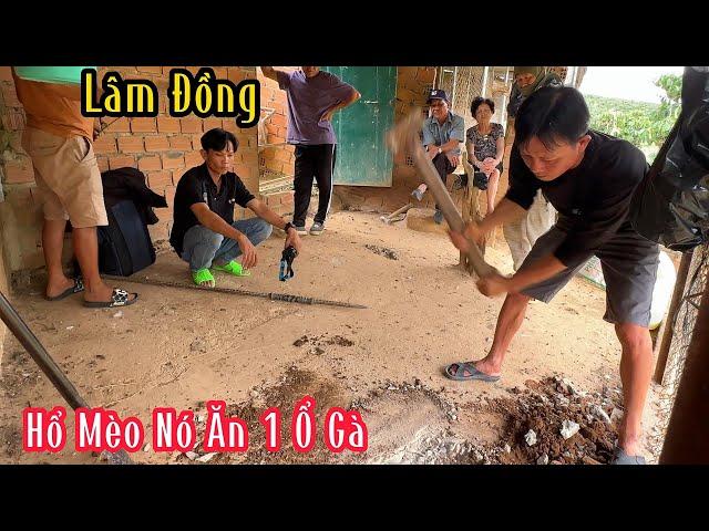 Lâm Đồng : Ông Chủ Nông Trại Lo Sợ Vì Con Hổ Mèo Nó C.ắ.n. Hàng Loạt Con Gà | Mười Thương SB