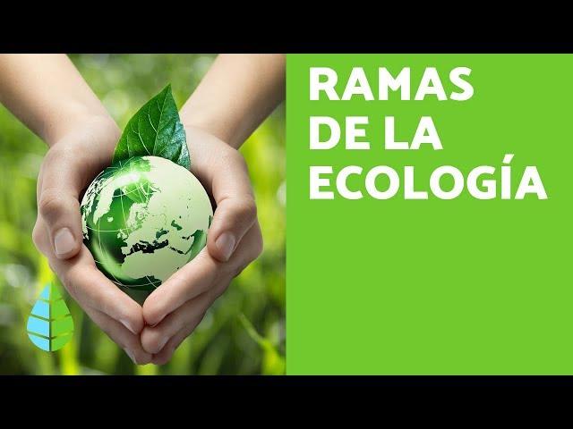 RAMAS de la ECOLOGÍA - ¿Qué ESTUDIA la ECOLOGÍA?