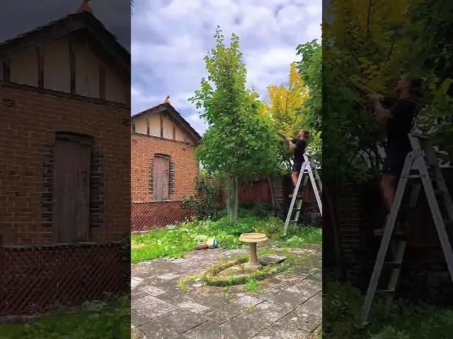 Japanese maple reduction artful pruning for a perfect shape