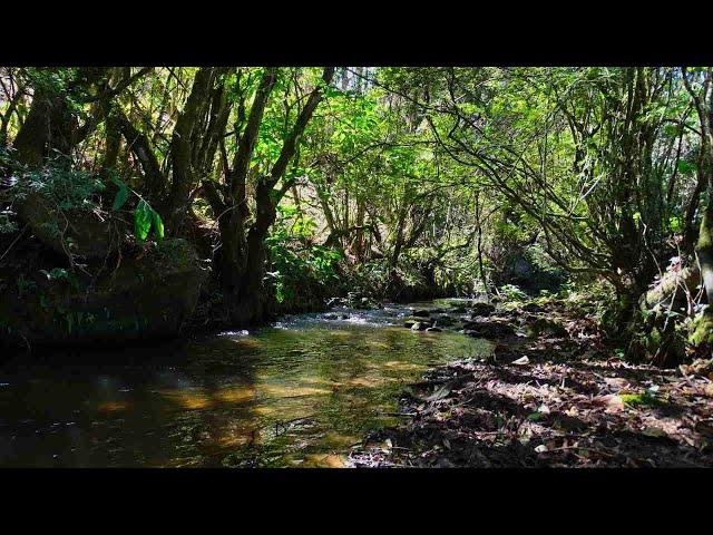 Sítio à venda em Alagoa-MG 2ha  | R$240.000 | Terras de Montanha