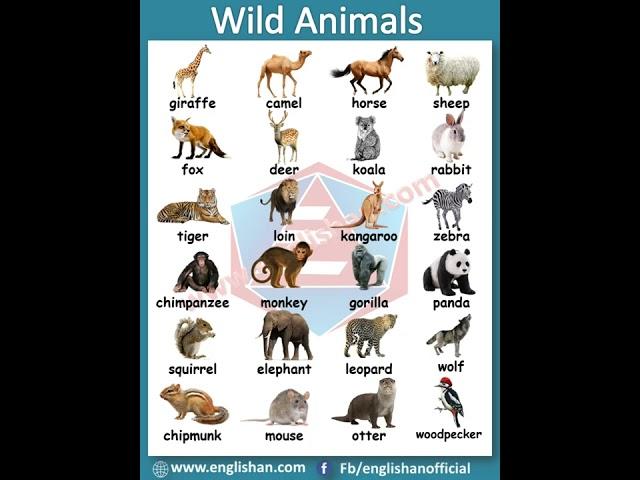 24 wild animals name