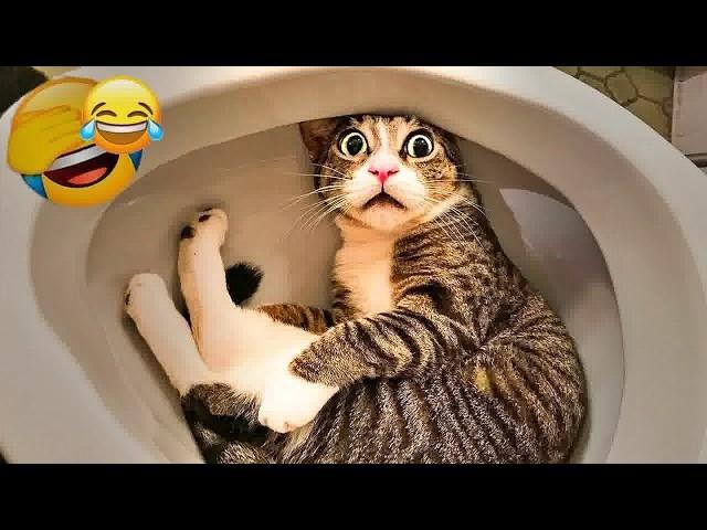 Funniest Dogs and Cats of 2025||Try Not To Laugh