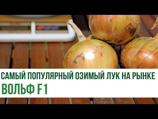 Самый популярный озимый лук на рынке Вольф F1 | Agrolife.ua рекомендует!