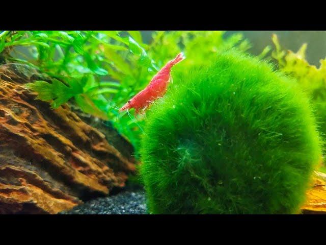 How to Keep Marimo Moss Balls in Your Aquarium