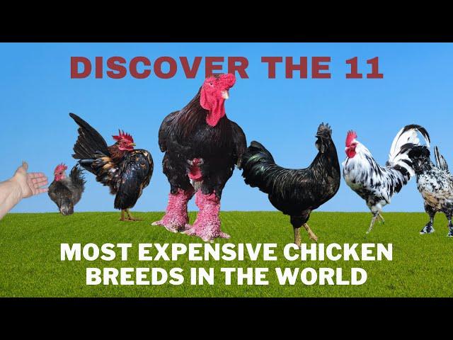 Discover the 11 Most Expensive Chicken Breeds in the World