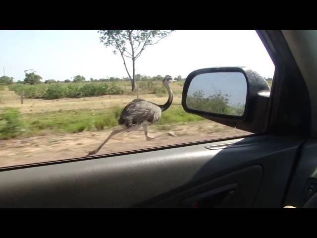 AVESTRUZ-CORRE-A-MAIS-DE-50KM