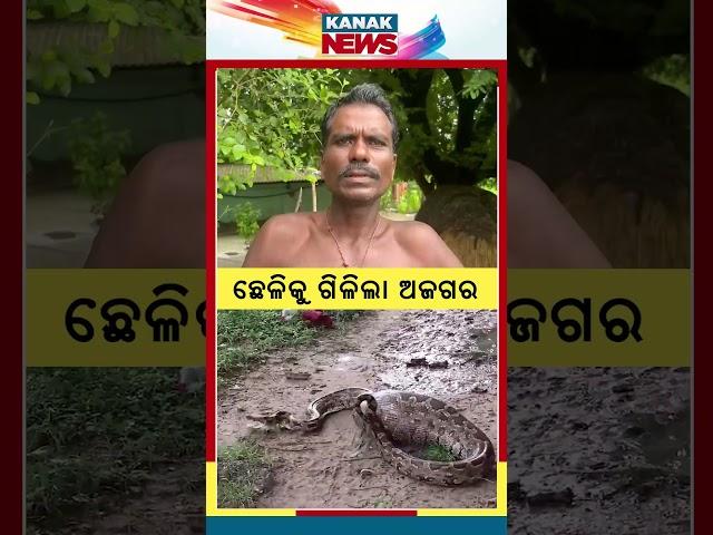 Huge Python Consumes 10 Kg Goat | Kanak News Shorts