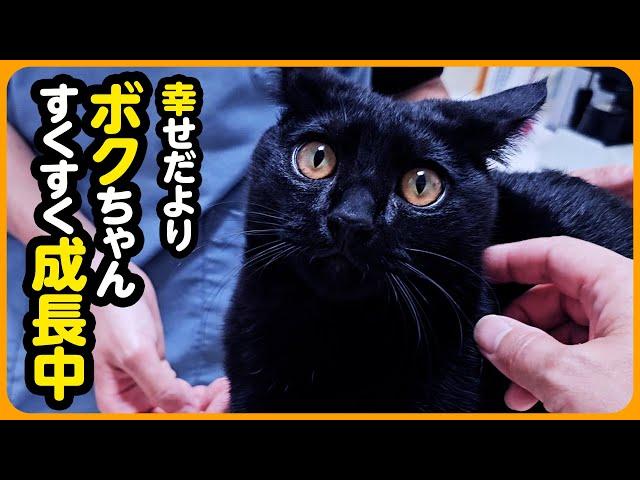 【しあわせだより】みんなに愛されてます！病院猫になったボクちゃん