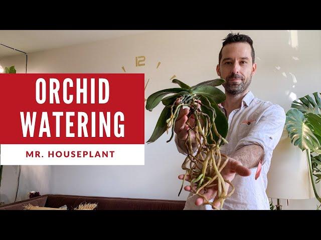 Orchid watering (How to water an orchid properly & not kill it)
