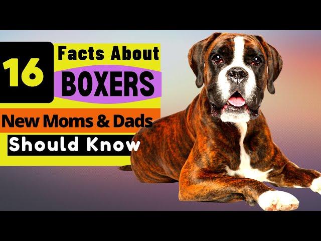 16 Important Facts About Boxer Dog all New & Prospective Owners Should Know