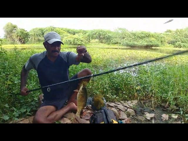 Fishing | Rohu fish catch | Tilapia fish catching