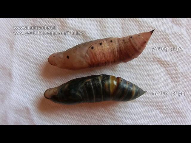 Macroglossum stellatarum: How to tell if a pupa is not alive.