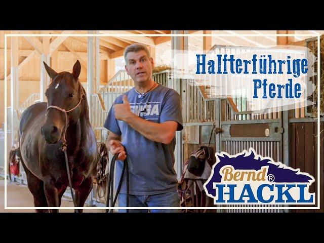 Halfterführigkeit bei den Pferden | HORSEMAN HACK 