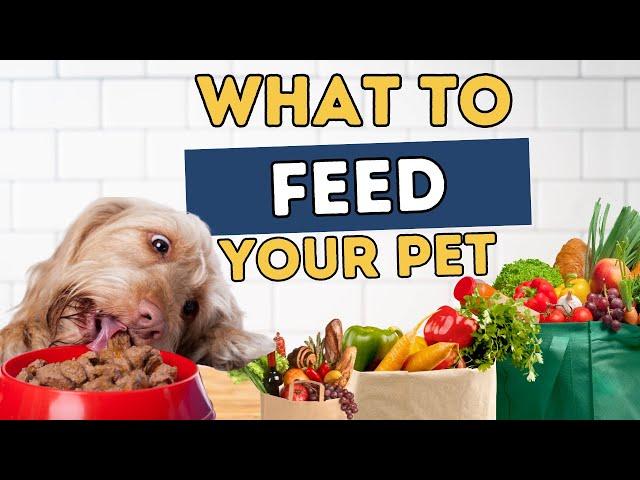 Why They Confuse You About What to Feed your Pet