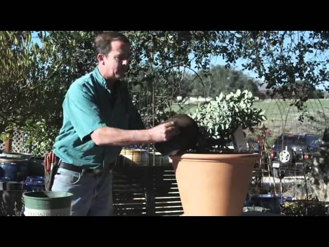 Growing Blueberries in containers