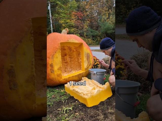 are giant pumpkin seeds giant  #gardening #halloween #pumpkin #plants #vegetables #garden