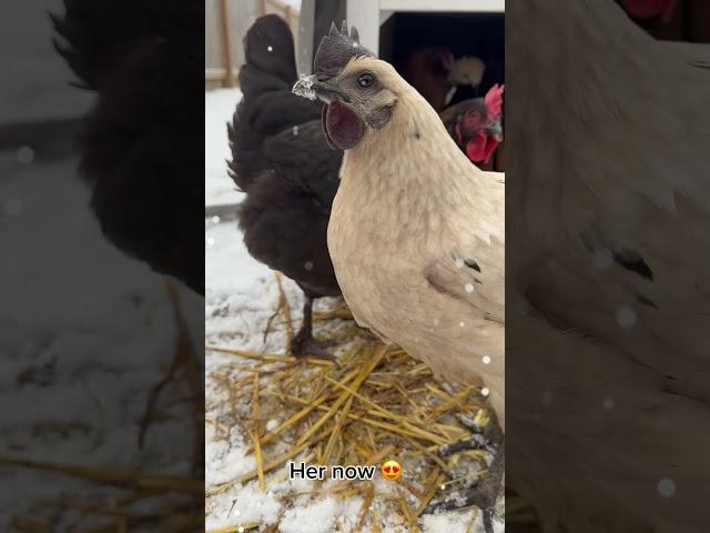 My zombie chicken as a baby vs now  #homestead #petchickens #chickenmom #backyardchickens #chicken