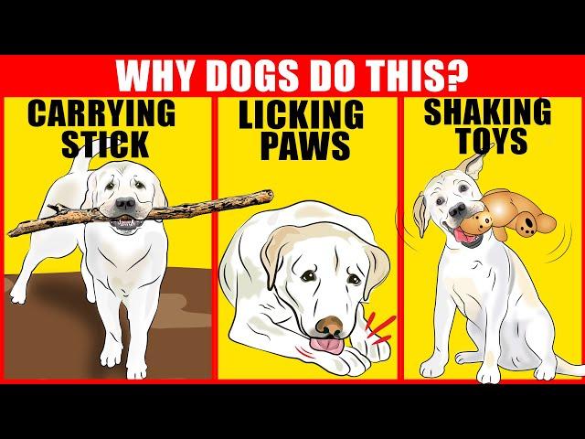 9 Weird Dog Behaviors Explained