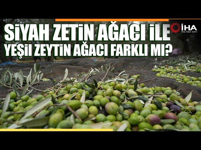 Kuzey Ege'de Zeytin Hasadı Devam Ediyor