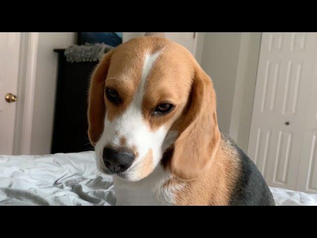 How my beagle wakes me up