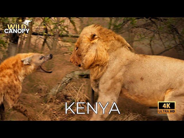 Lions in Kenya | Animal Documentary l Wildlife Documentary 4K | Nature documentary