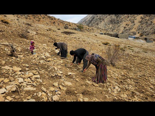 IRAN nomadic life | Planting seeds of plants in the mountains | Nomadic lifestyle of iran