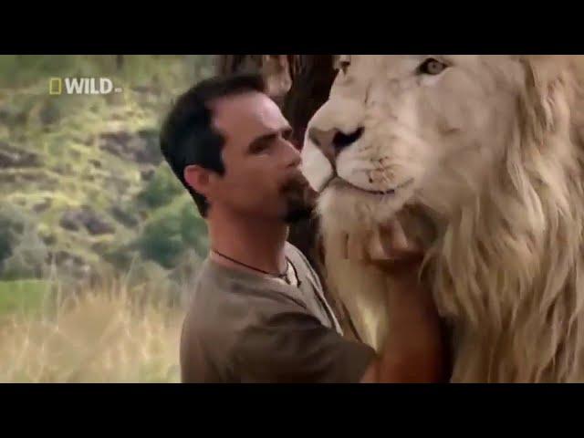 Documentary on Lion Family  in HD #wild