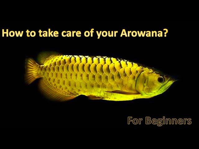 Arowana Care for Beginners