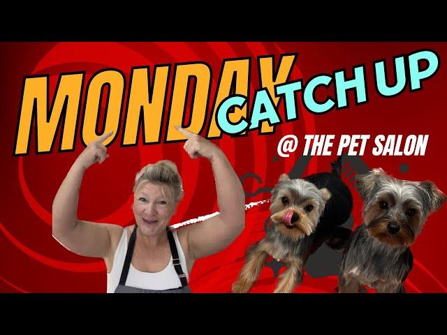 Dog Salon Routine: Monday Catch-Up For Pet Grooming | Wendy The Practical Pet Groomer