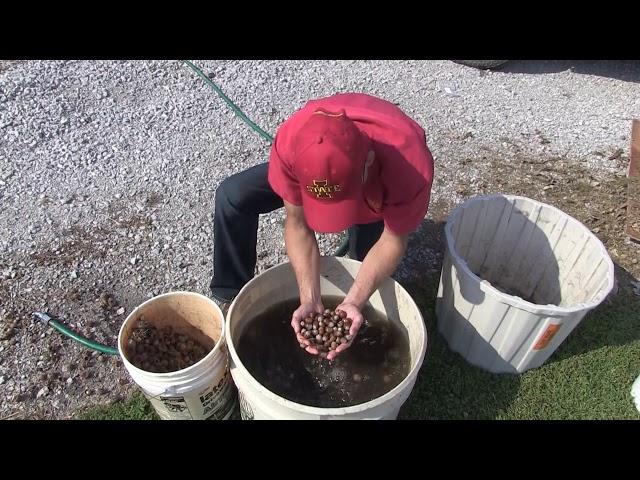 Floating Acorns for Viability