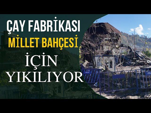 Rize Güneysu'da Çay fabrikasını Yıkıp Millet Bahçesi Yapılıyor!