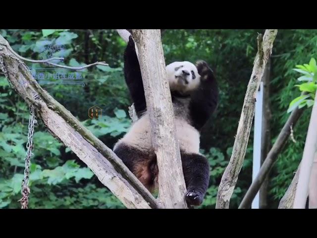 19.8.30 Naughty boy，Panda Xiaoliwu!调皮的小男孩，小礼物！（中国大熊猫保护研究中心都江堰基地双楠园）