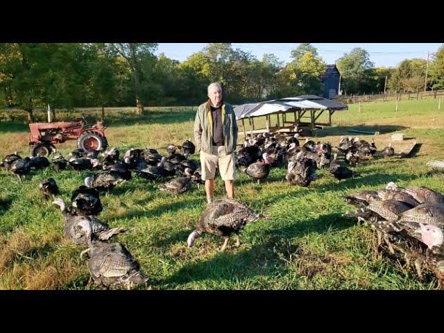 Organic, Pasture-Raised Turkeys | Elmwood Stock Farm