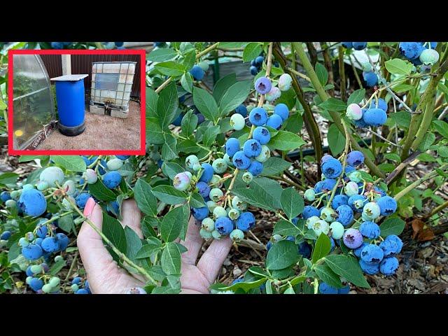 BLUEBERRY - what a harvest!!! And what helped us was DRIP IRRIGATION