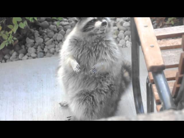 Rabid Raccoon