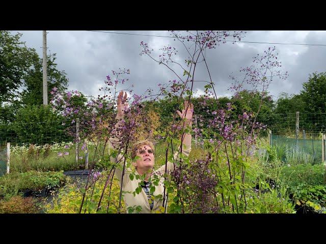 Tall Perennials to Give your Border some Height