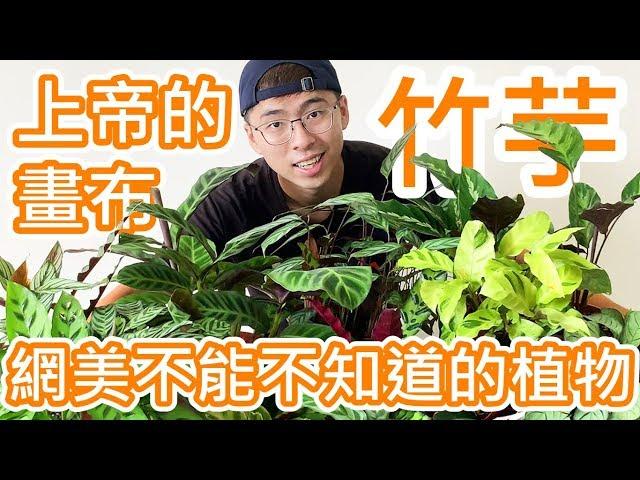 【竹芋】上帝的畫布！網美不能不知道的植物 (CC available)