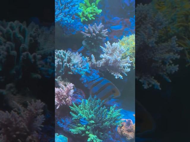 350 gallons of reefing 