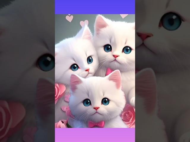 #cutecate #shortviral#shortvideo #videoshort #shah Ge Garat