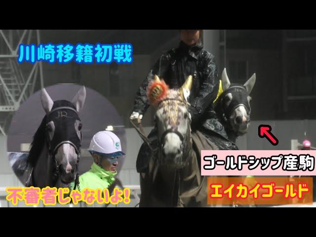 【ゴールドシップ産駒】誘導馬をぴったりマーク！雨の中、移籍初戦がんばりました！エイカイゴールド