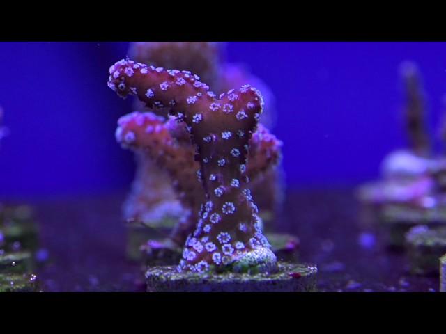 Eight Great Beginner SPS Corals