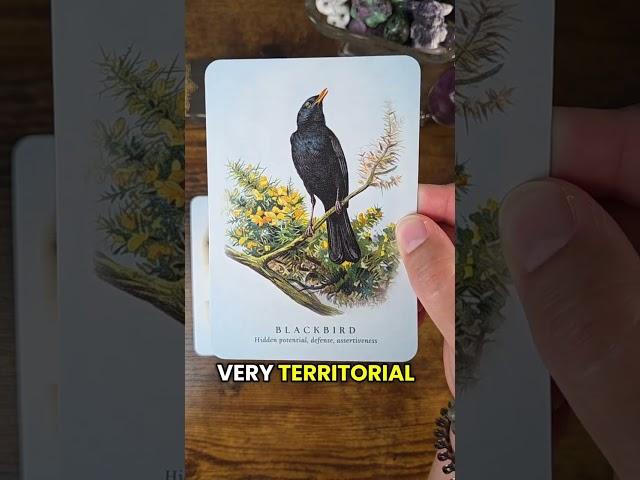 A Timeless Message from the Spiritual Meaning of Birds #oracle #oraclereading #wickedmoonlight