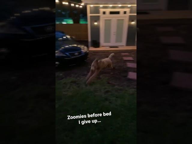 Goldendoodle zoomies #shorts