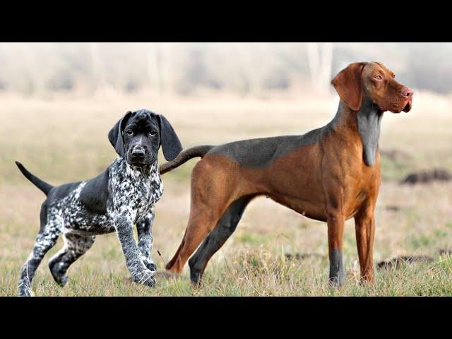 These Are 10 Ultimate Pointing Dog Breeds