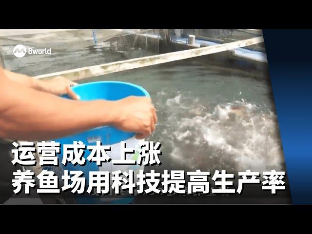 运营成本上涨 养鱼场用科技提高生产率